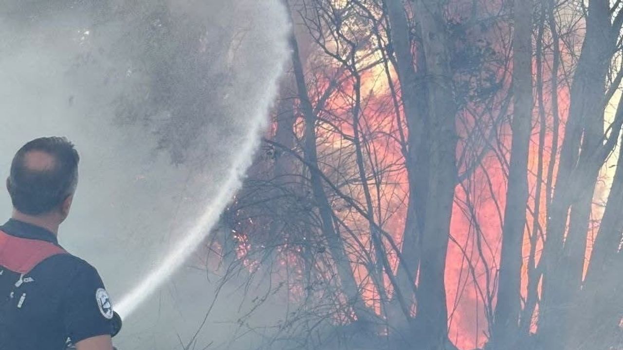 Antakya'da zamanında müdahale ağaçlık yangının yayılmasını engelledi