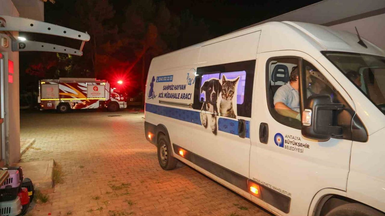 Antalya Aksu'da yangında can dostlara gece boyu müdahale