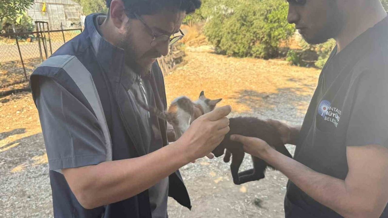 Antalya'da veteriner ekipler yangından etkilenen kırsal hayvanların yanında