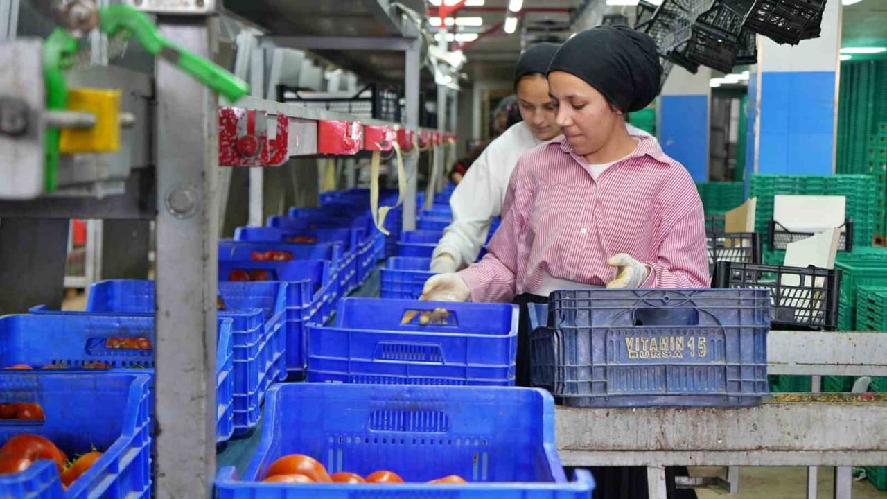 Antalya hallerinde ağustos bilançosu: domateste rekor düşüş, fiyatlarda sert yükseliş