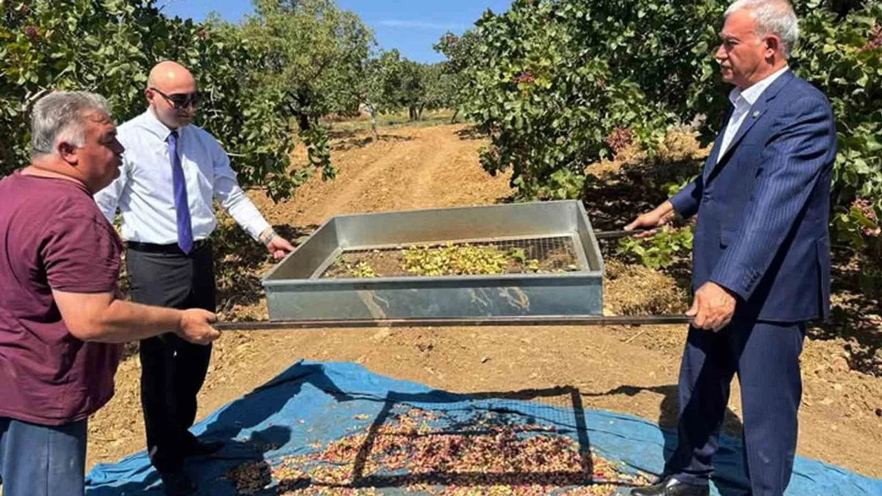 Araban’da yeşil altın hasadı başladı: 500-600 yıllık ağaçlar verime girdi