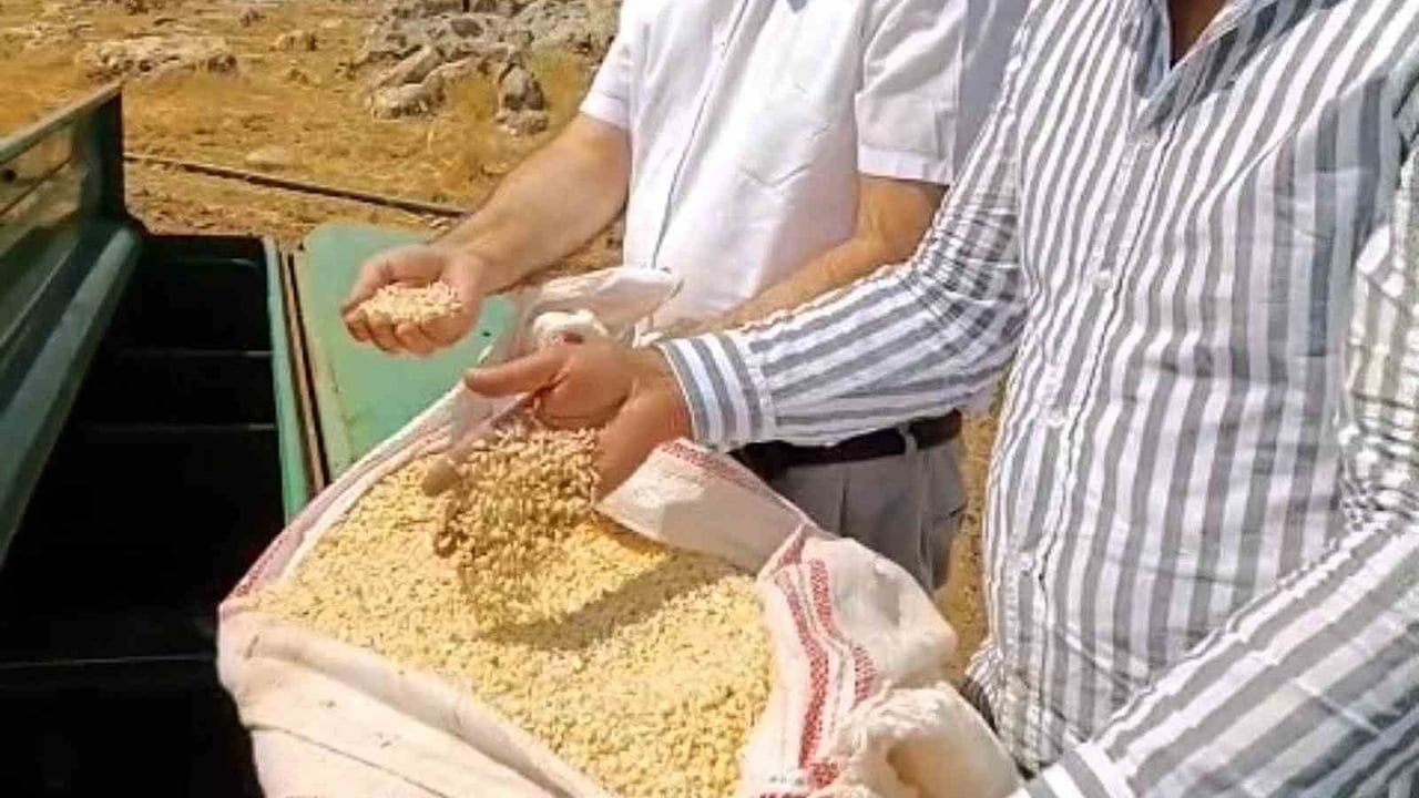 Araban'da zambak anaç tohumuyla sarımsak üretiminde yeni dönem