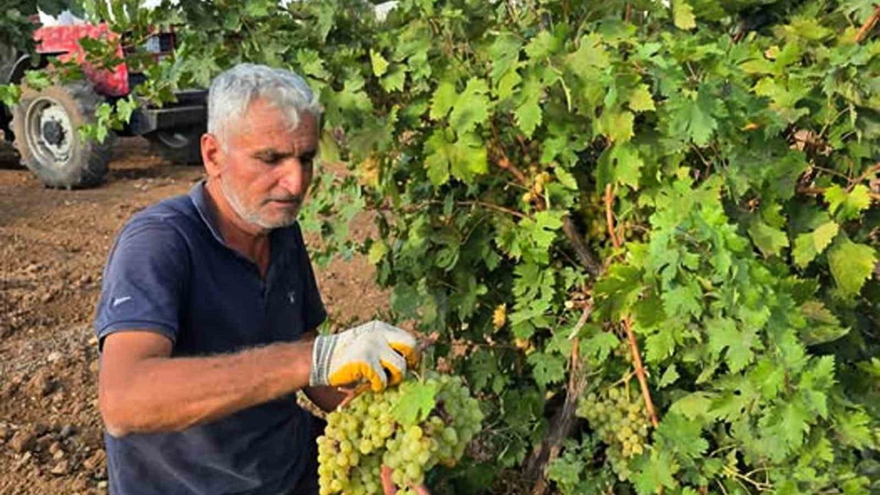 Araban'ın bağlarında güneşte olgunlaşan gün pekmezi geleneği canlanıyor