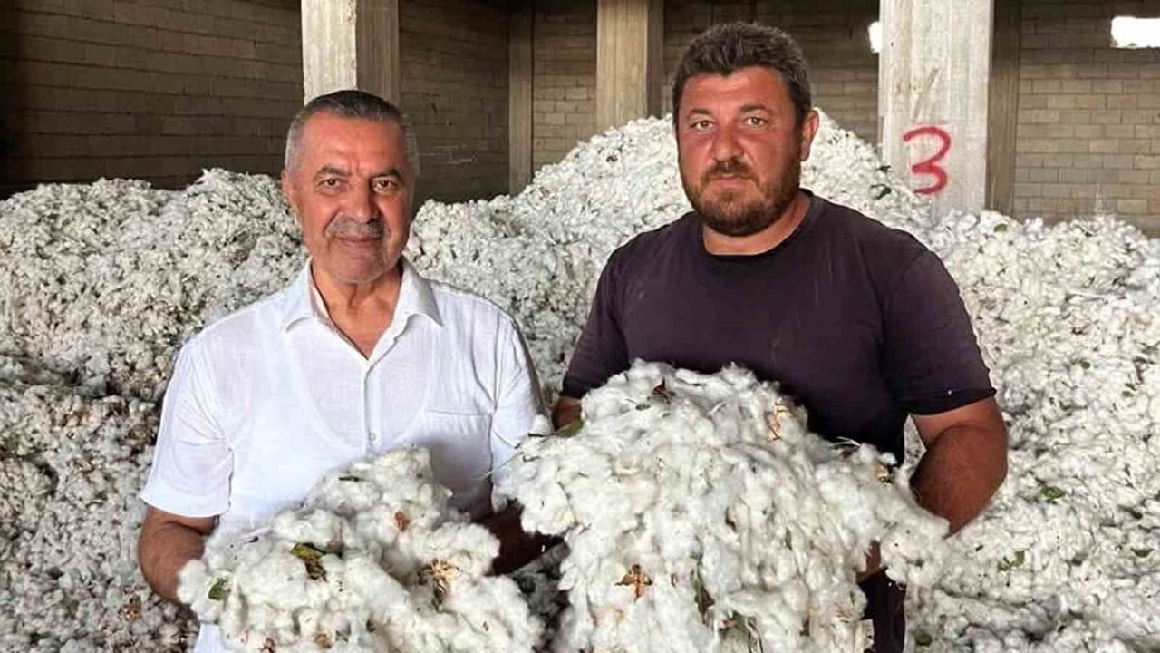 Araban Ovası'nda pamuk sezonu açıldı, verim ilk tarlada yüz güldürdü