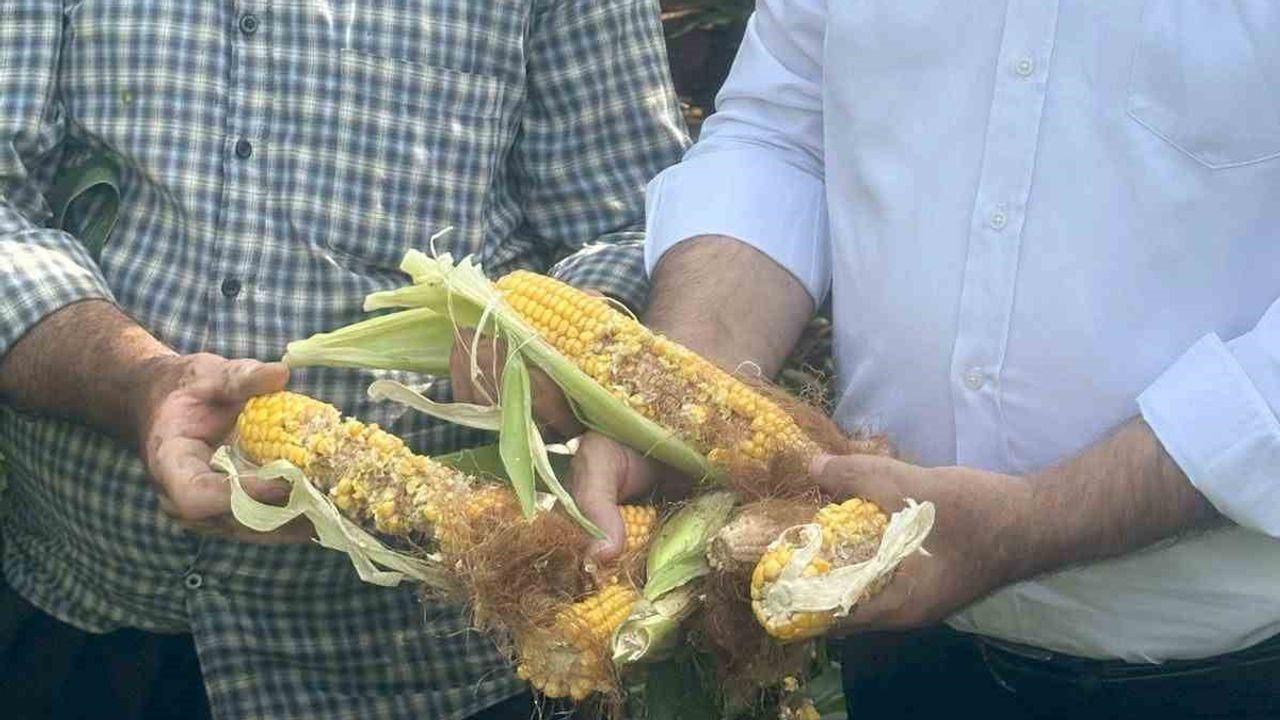 Araban ovasında sürüler halinde yaban domuzları üreticiyi tehdit ediyor