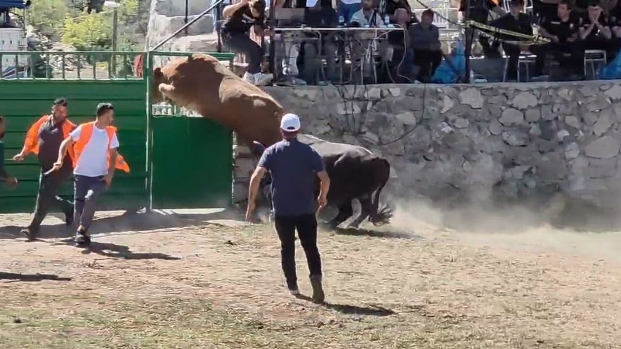 Arena çıkışından atlayan 600 kiloluk boğa görenleri şaşırttı