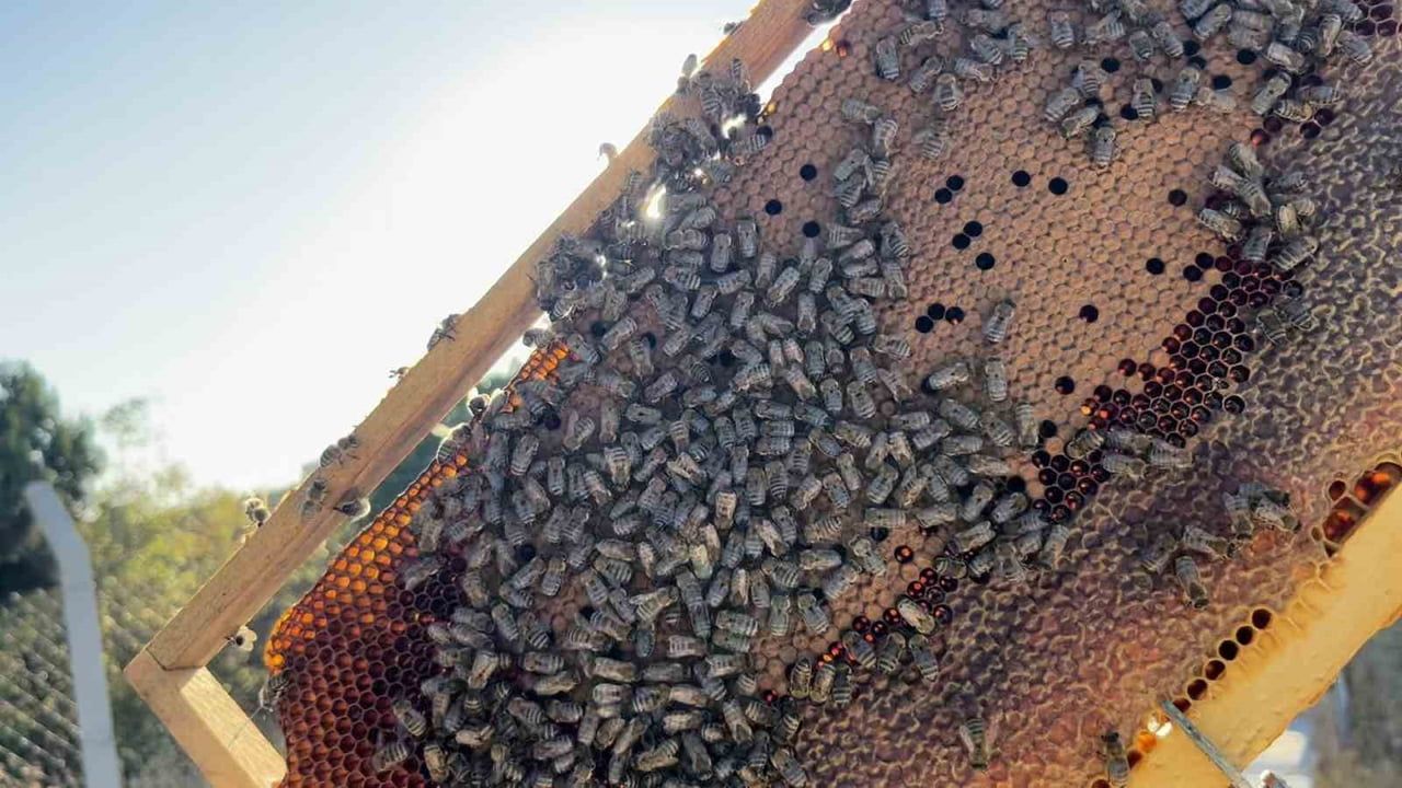 Arı kovanlarında zümrütü andıran petekler üreticiyi heyecanlandırdı