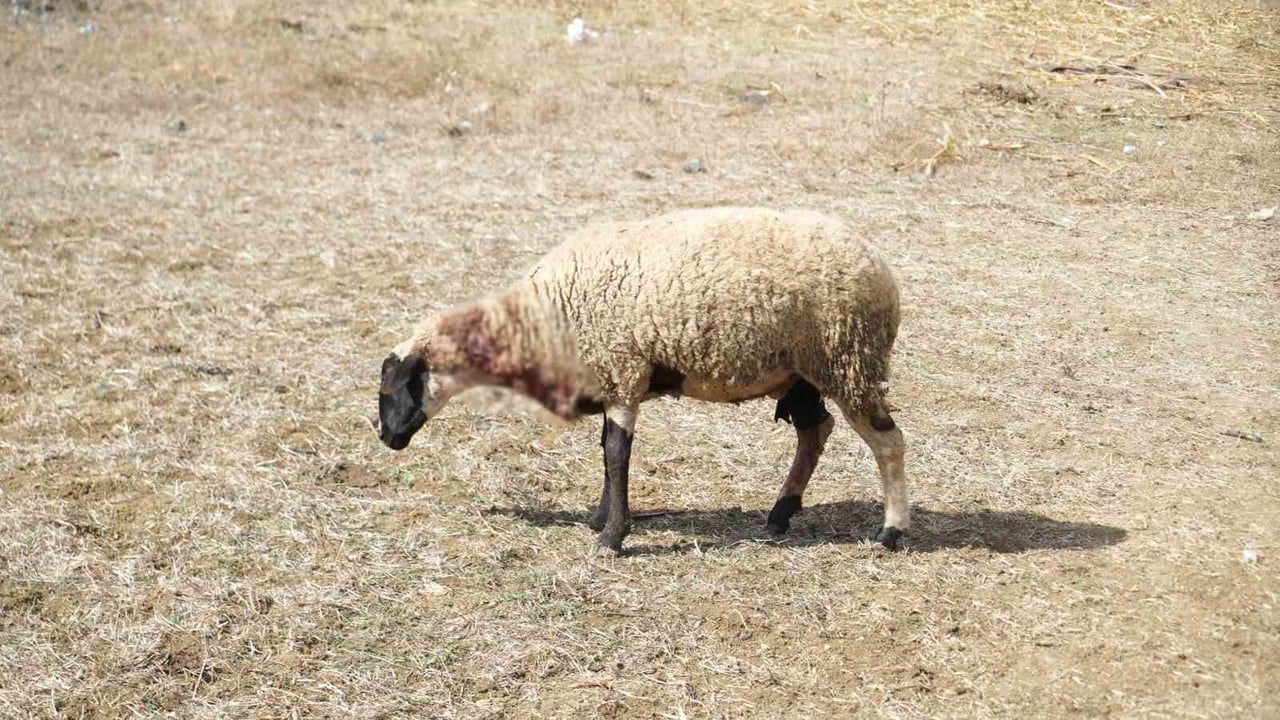 arnavutköy tayakadın'da köpek saldırısı iddiası: küçükbaşlar telef oldu, mahalle tedirgin