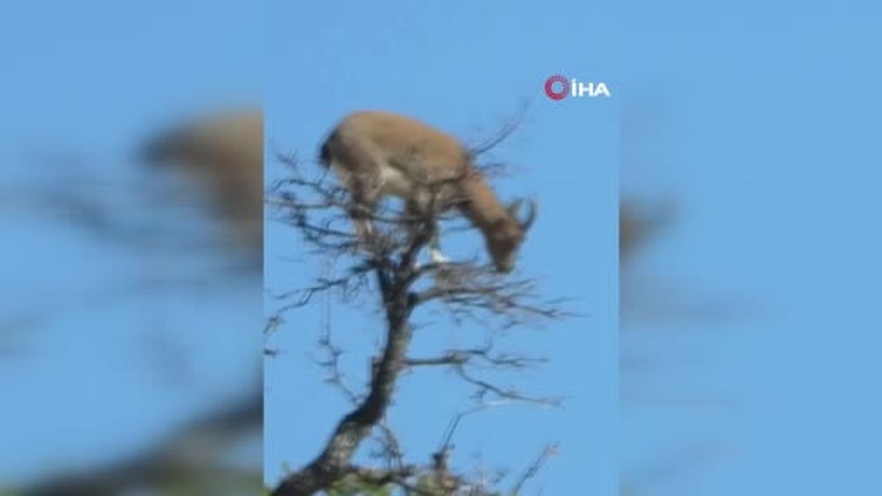 Artvin'de ağaçta görülen yaban keçisi doğanın uyumunu gösterdi