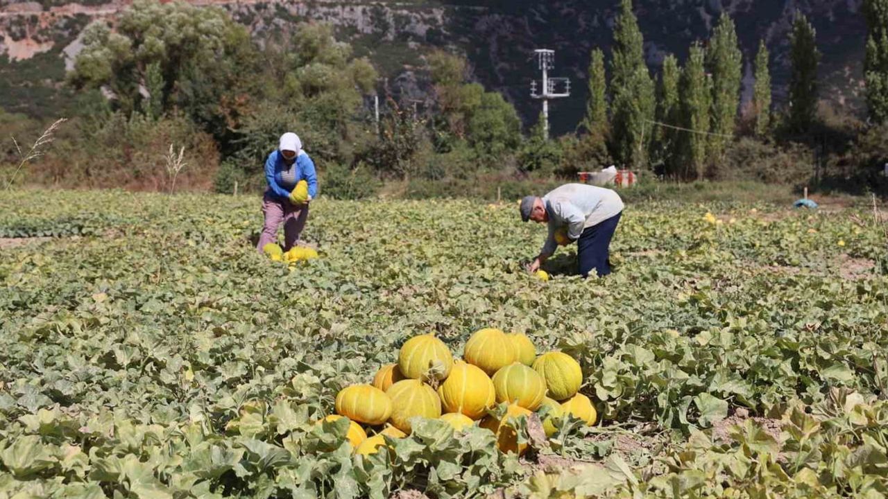 Asırlık lezzet yaylada: Muğla'nın yayla kavunu ve ata tohumları bereketi