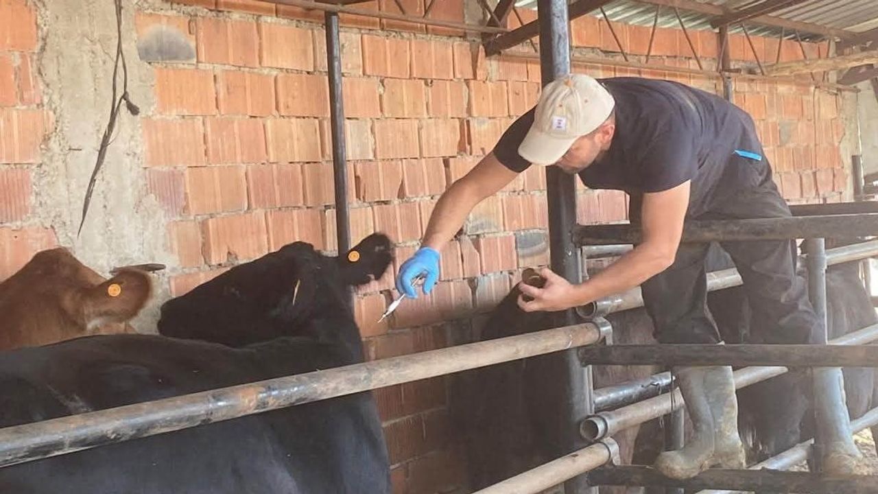 Aslanapa'da köylerde şap aşısı seferberliği