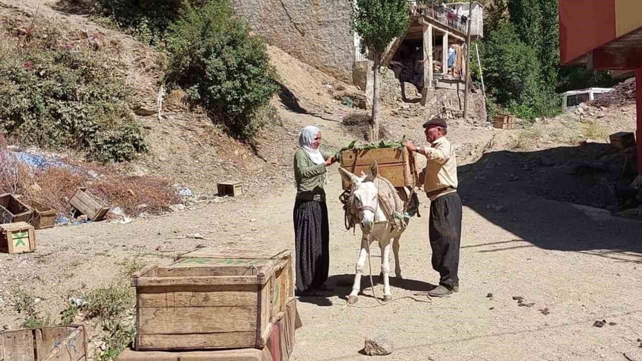 Ata tohumu domatesle dolan meydan: Çüngüş’te hasat hareketliliği