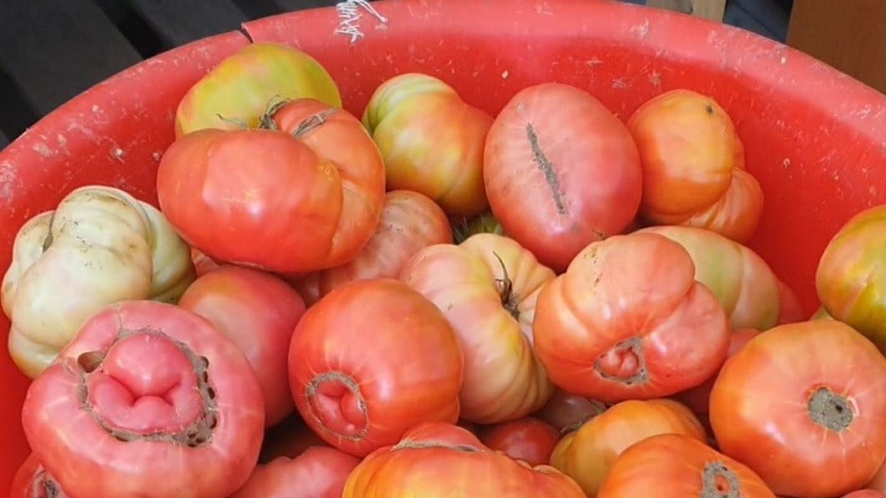 Ata tohumu ve toprağın gücü: Palu'da 1,2 kilogramlık domateslere ilgi