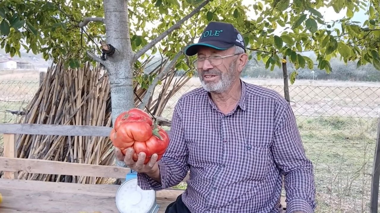 Ata tohumundan yetişen 2 kilogramlık dev domates yaylada ilgi odağı oldu