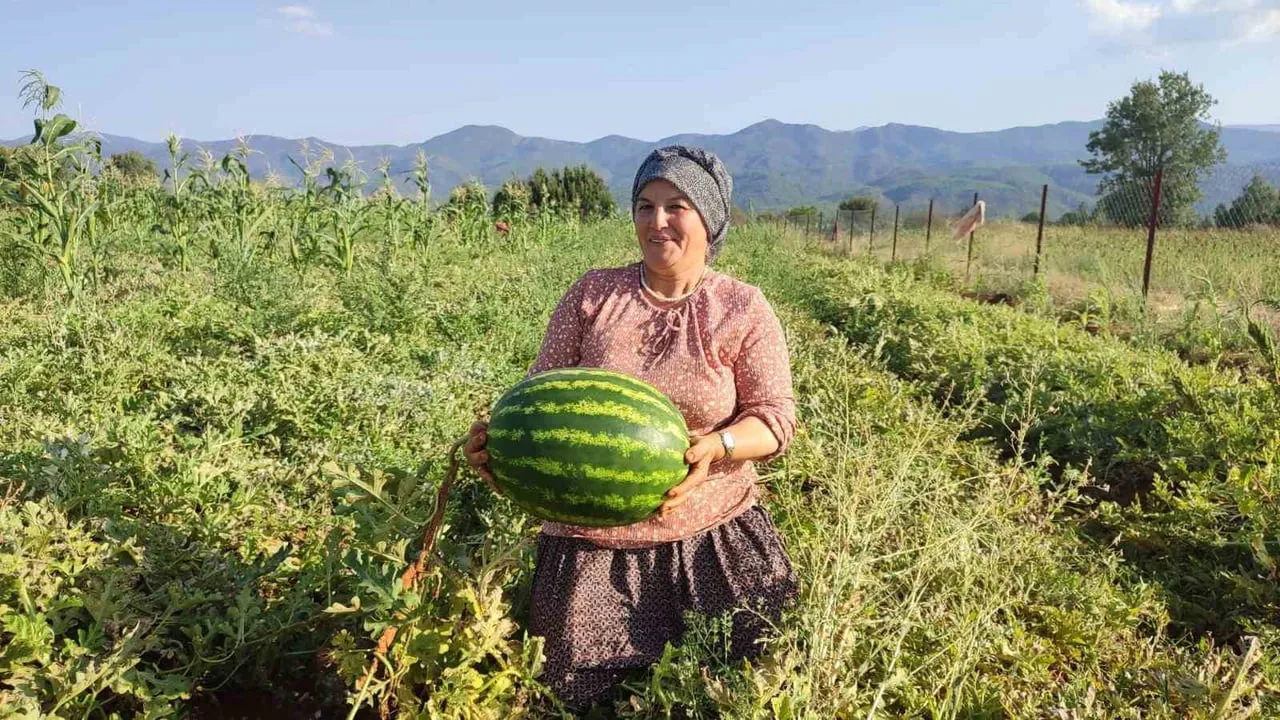 Ata tohumuyla yaşatılan pijamalı karpuz Beyağaç'ta 2 dönümden 10 tona çıktı