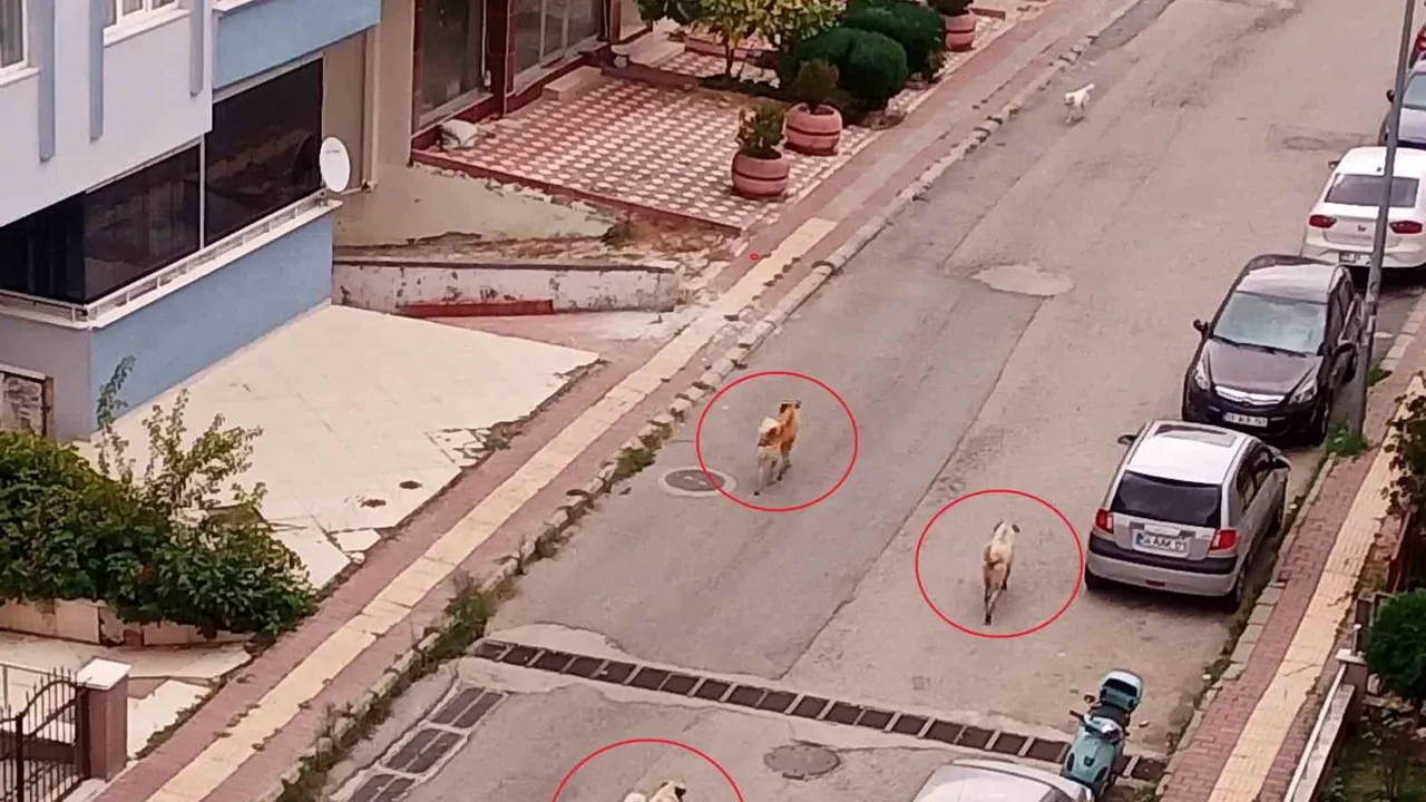 Atakum'da sürü halinde gezen köpekler sokaklarda endişe yaratıyor