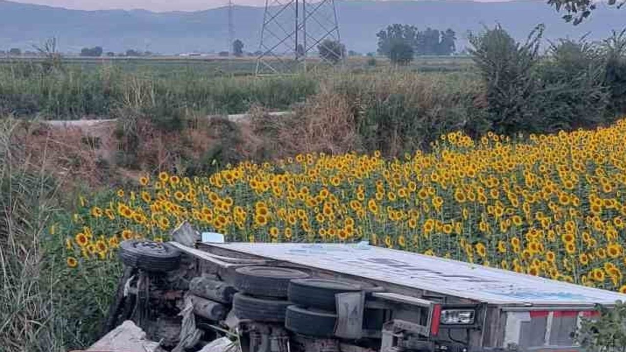 Ayçiçeği tarlasına uçan kamyonet sürücüyü sıkıştırdı