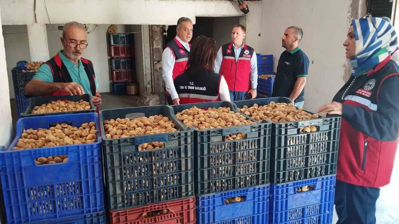 Aydın'da kuru incirde izlenebilirlik ve denetimle mikotoksin riskine karşı önlem