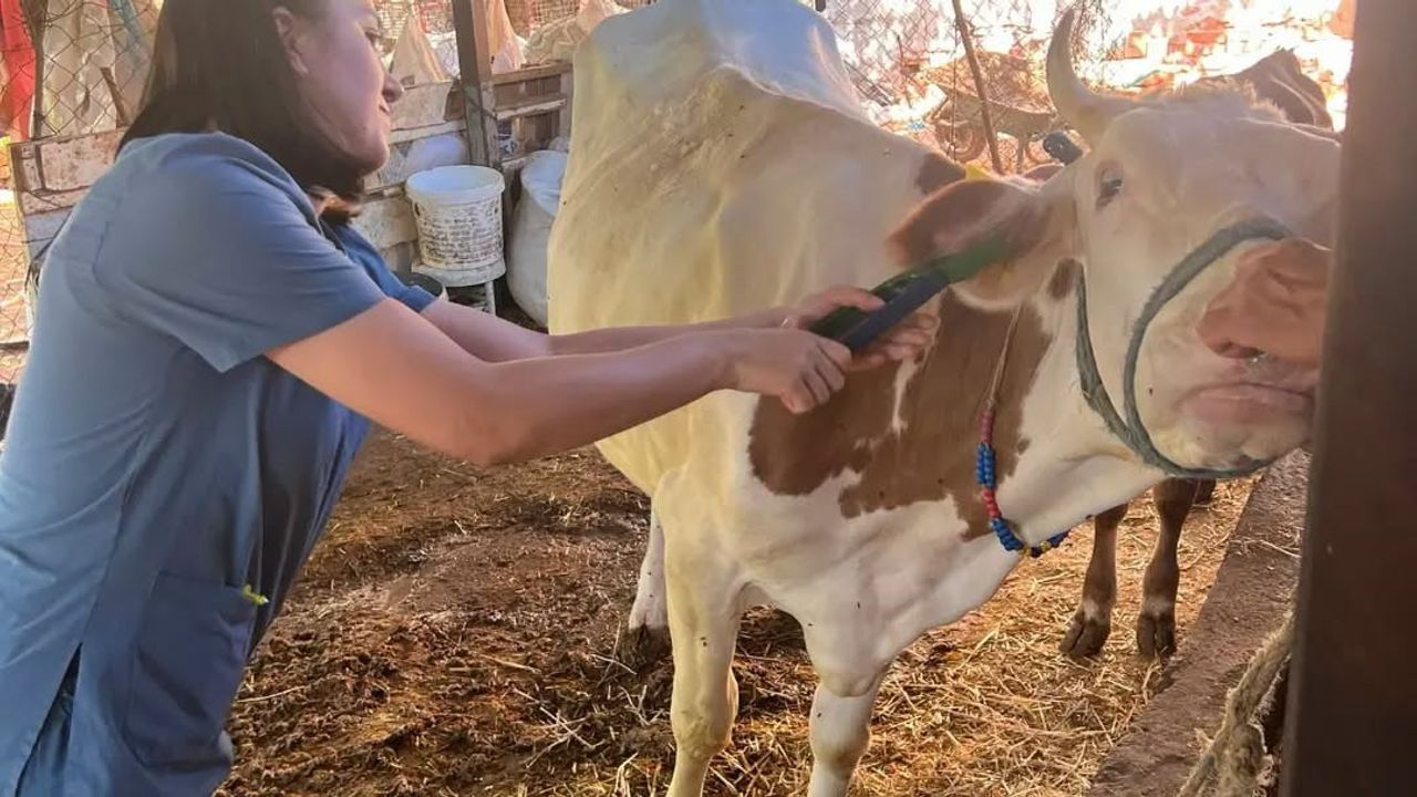 Aydın'da sonbahar şap aşısı kampanyasıyla büyükbaşlarda kapsamlı koruma hedefleniyor