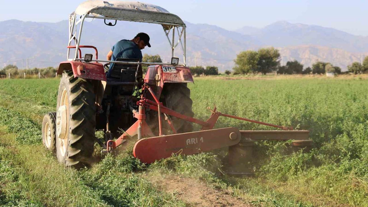 Aydın'da yonca hasadında rekolte artışı üreticinin yüzünü güldürdü
