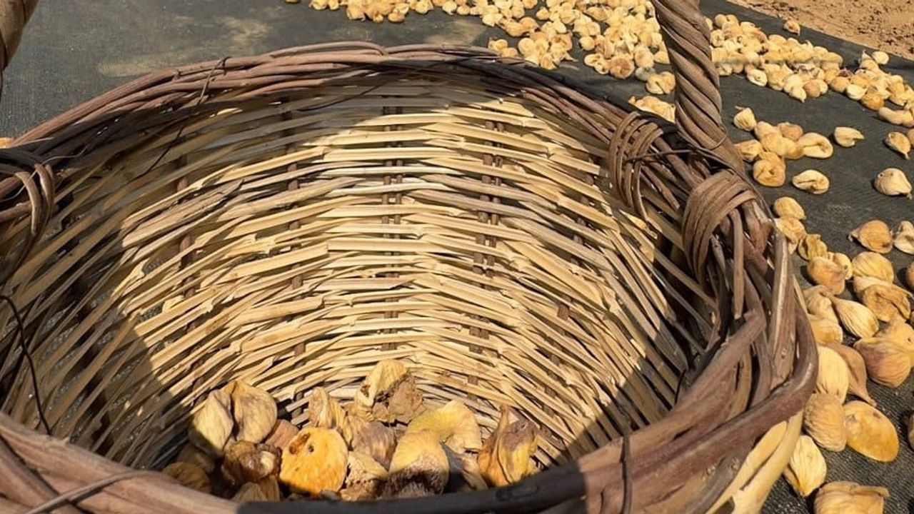 Aydın incirinin tescilli kimliğini korumak için işletmelerde kapsamlı denetim