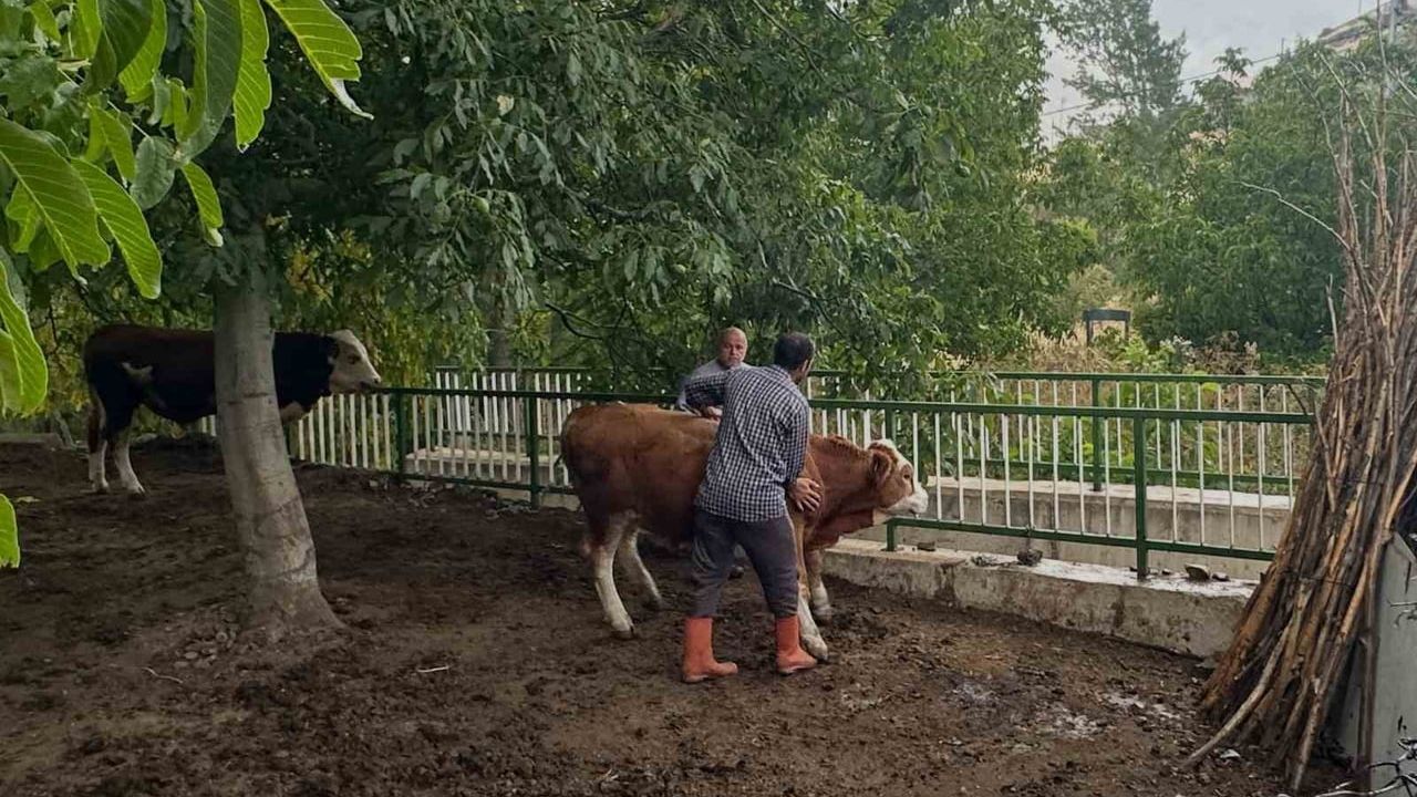 Aydıntepe'de kırsalda hayvan sağlığı için seferberlik: şap aşısı ve küpeleme sürüyor