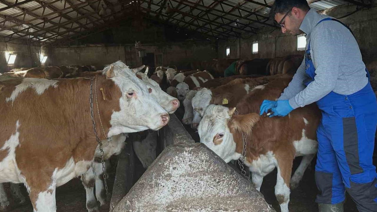 Aydıntepe'de köy köy şap aşısı: Günbuldu ve Kavlatan tamamlandı