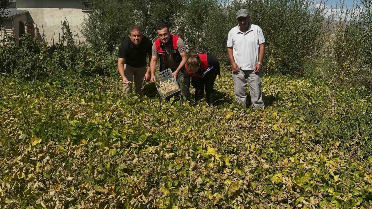 Aydıntepe şeker fasulyesinde saha denetimi: özgün özellikler yerinde izlendi