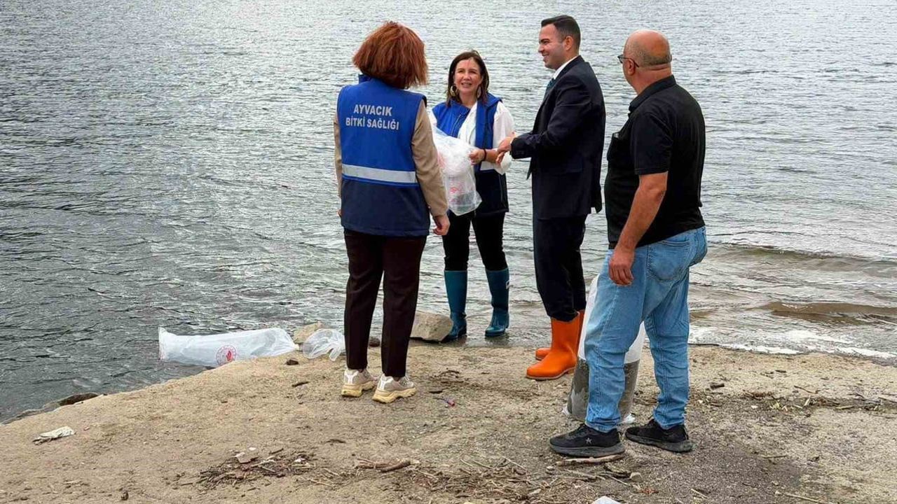 Ayvacık'ta su stoklarına takviye: Hasan Uğurlu Baraj Gölü'ne 250 bin yavru sazan