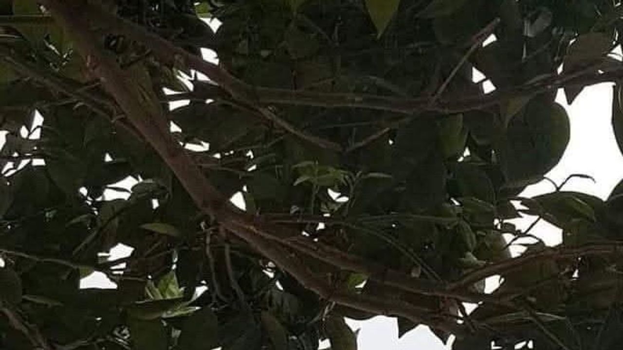 ayvalık, balıkesir'de nüfus büyüklüğünde beşinci sırada yer aldı