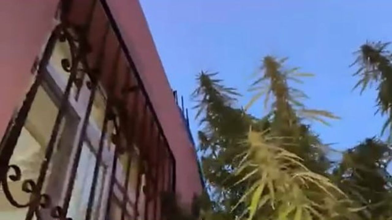 Bahçede 4 metreyi bulan Hint kenevirleri, silah ve esrarla birlikte ele geçirildi