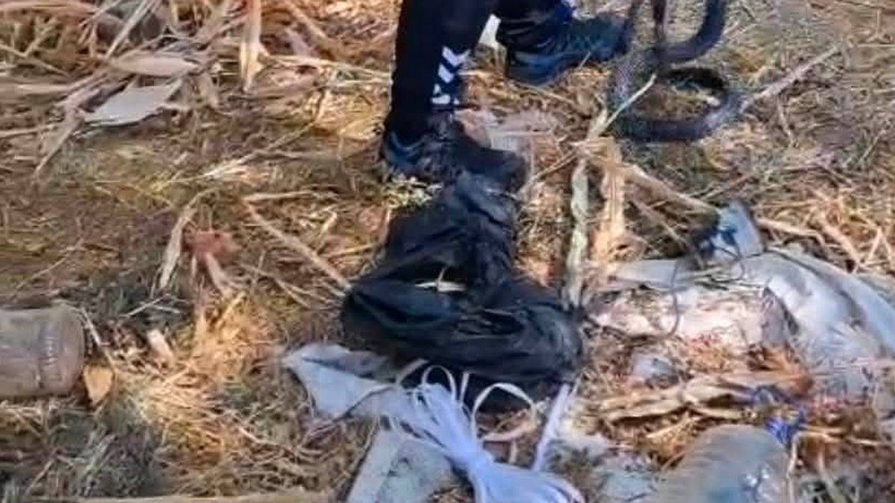 Bahçede siyah yılan paniği itfaiye ekipleri müdahalesiyle sonlandı