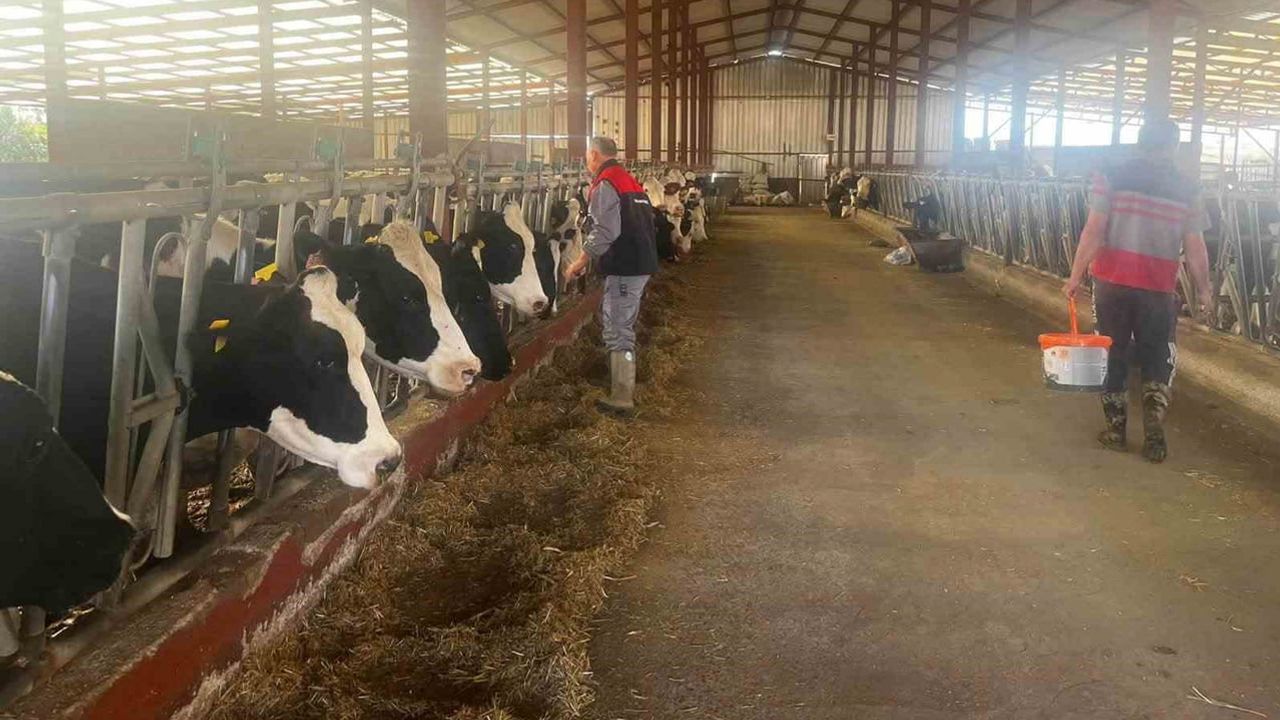 Baklan'da çiftçilerin koruma hattı: 2026 sonbahar şap aşılaması başladı