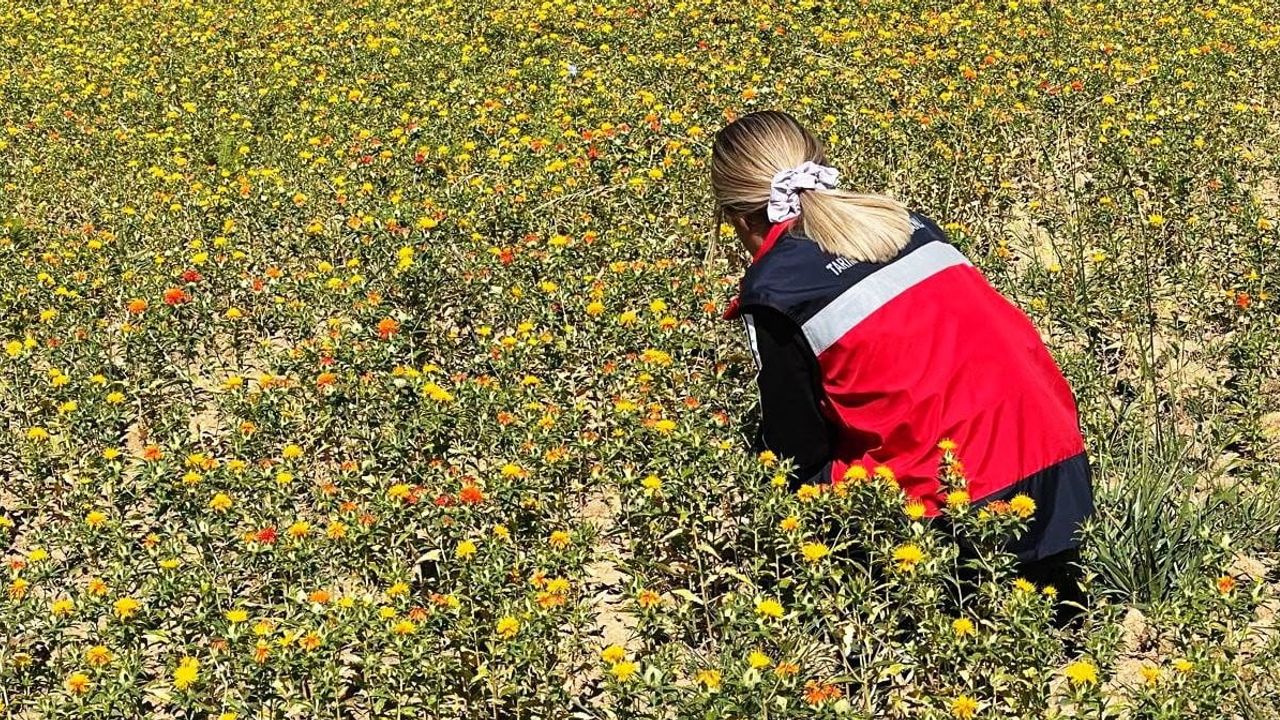 Başkonak'ta aspir tarlalarında uygulama ve gelişim denetimi yapıldı