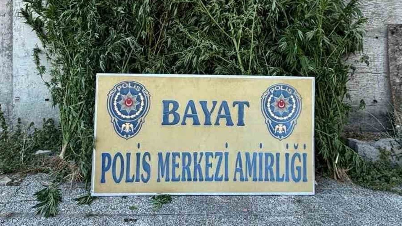 Bayat'ta çiftlikte 46 kök hint keneviri ele geçirildi