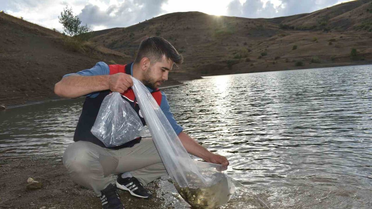 Bayburt'ta göletlerde stok yenileme: 150 bin sazan yavrusu salındı
