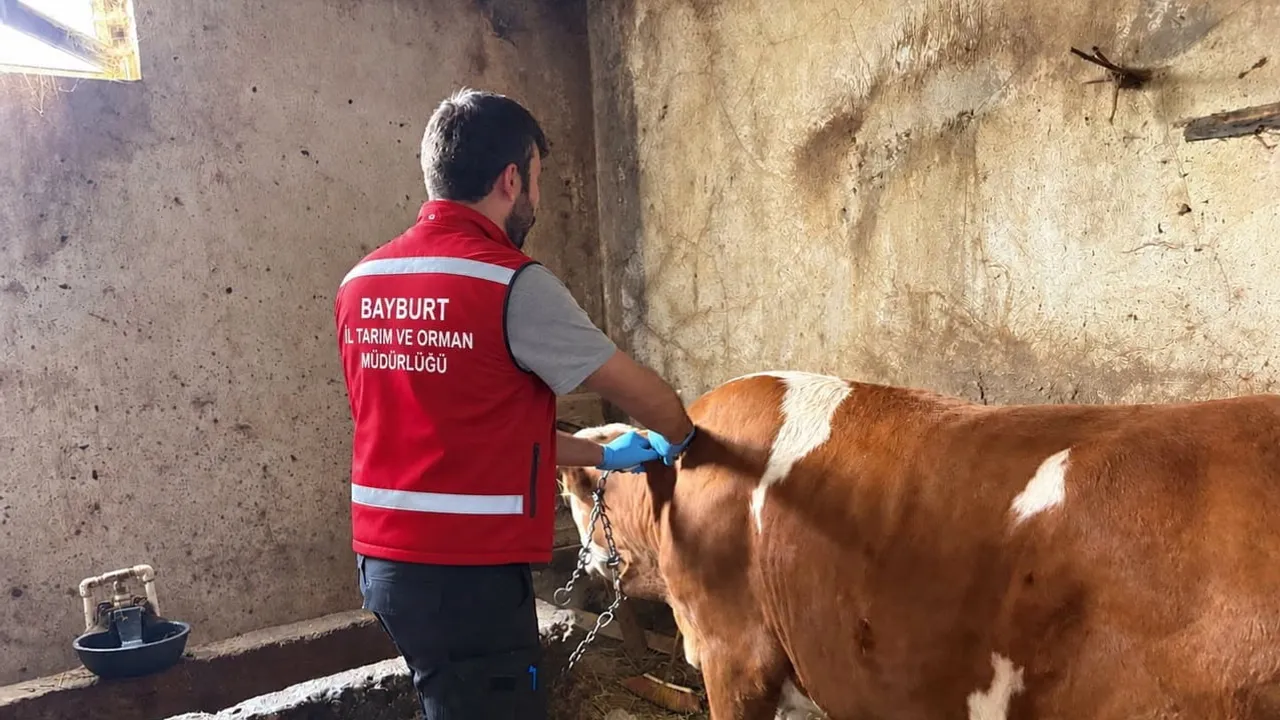 Bayburt’ta sonbahar döneminde hayvan sağlığı için aşı ve küpeleme seferberliği