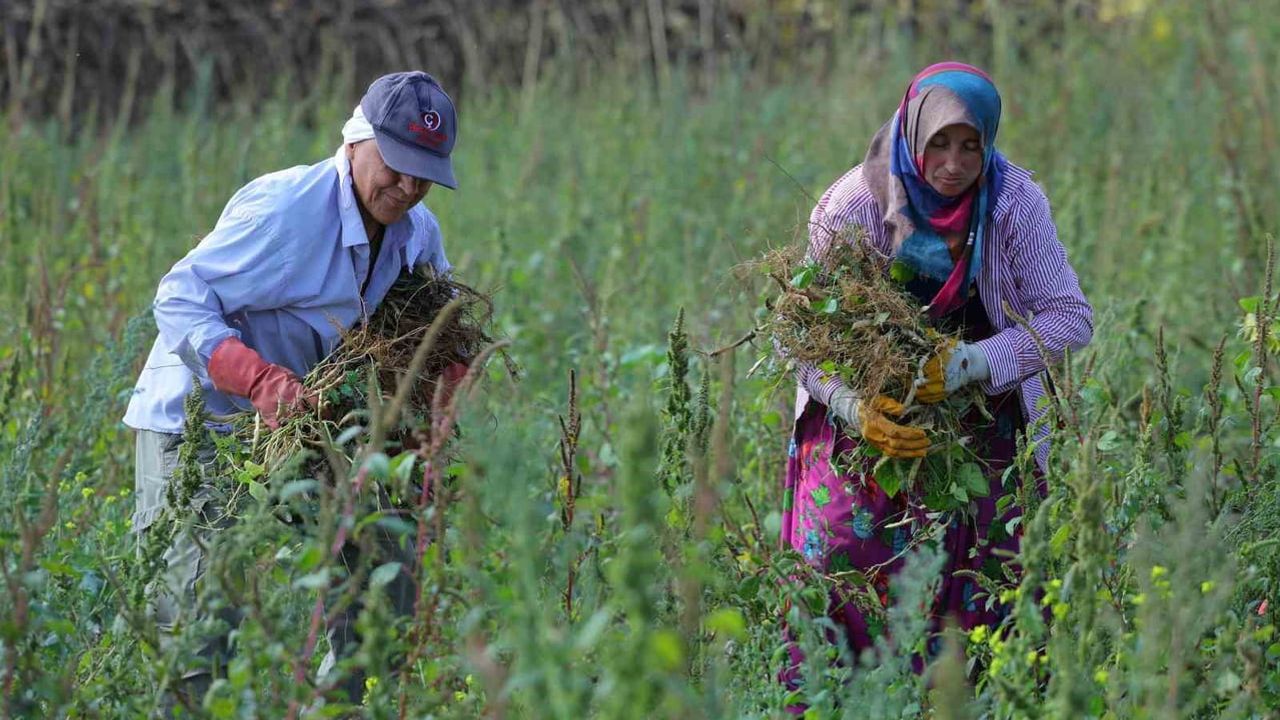Belediyenin güvencesiyle ladik fasulyesinde hasat başladı
