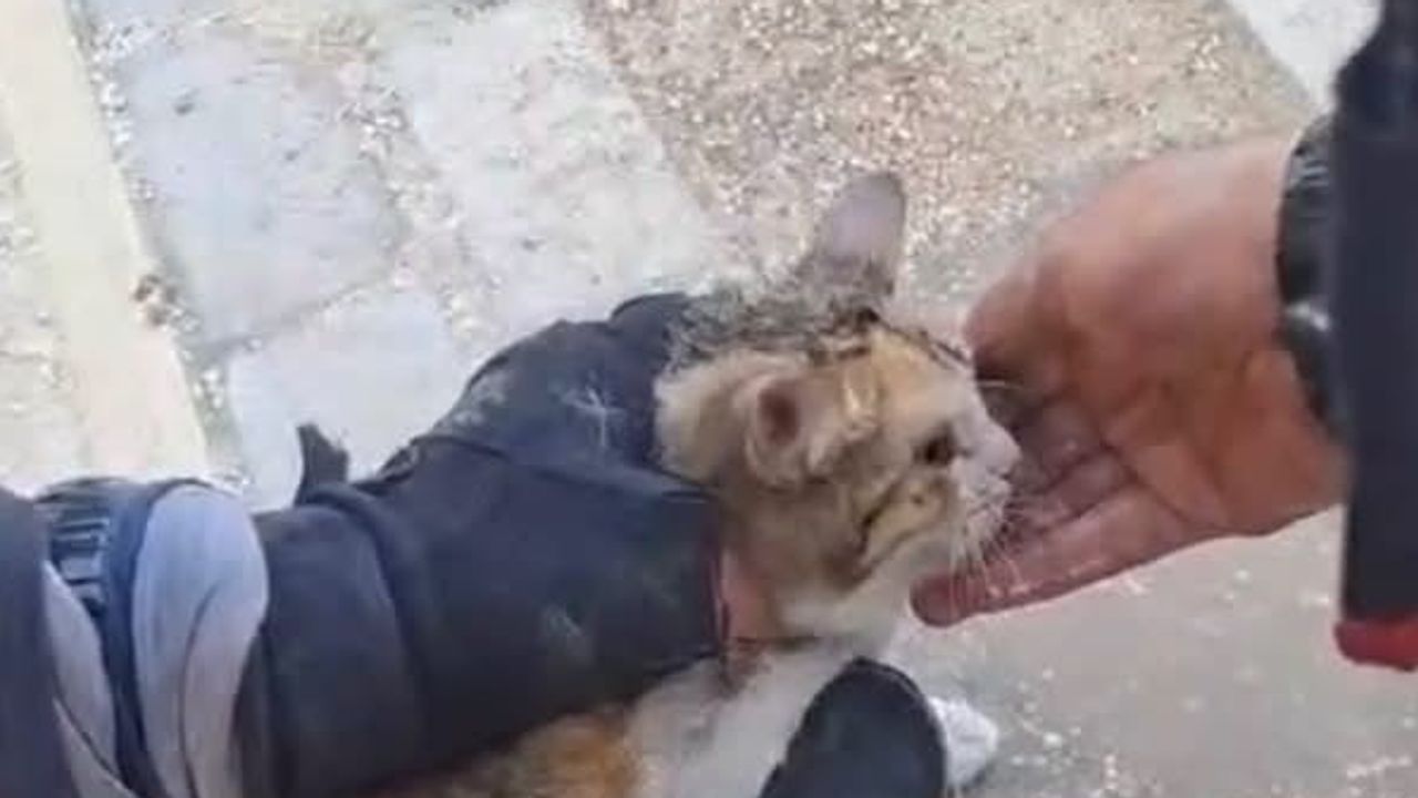Belen ve Antakya'da ekipler mahsur hayvanları sağ salim kurtardı