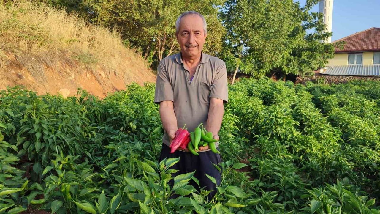 Beyağaç'ın ata tohumundan sofraya: Kayaca biberinde bereketli veda