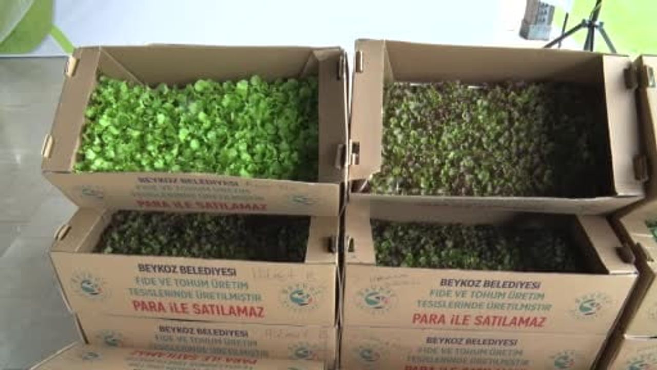 Beykoz'da kış tarlasına 625 bin fideyle can suyu