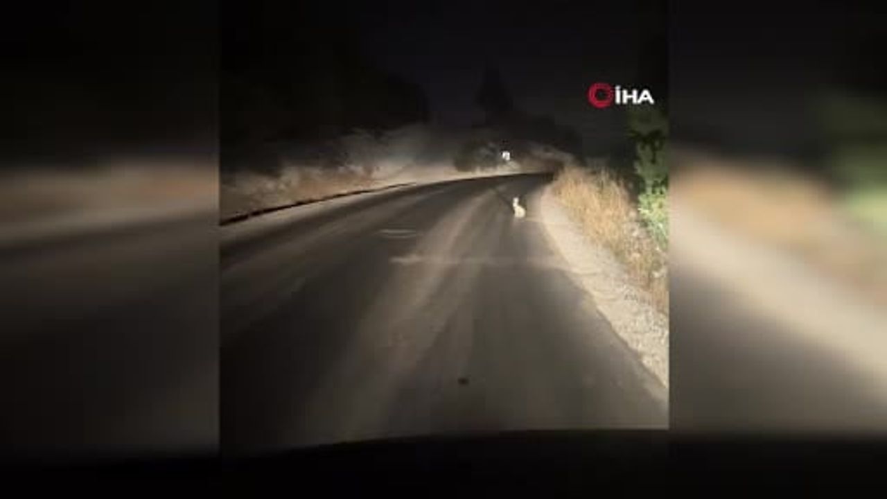 Beypazarı'nda gece molası: yolda duran tavşanın sakin bekleyişi sürücüyü güldürdü