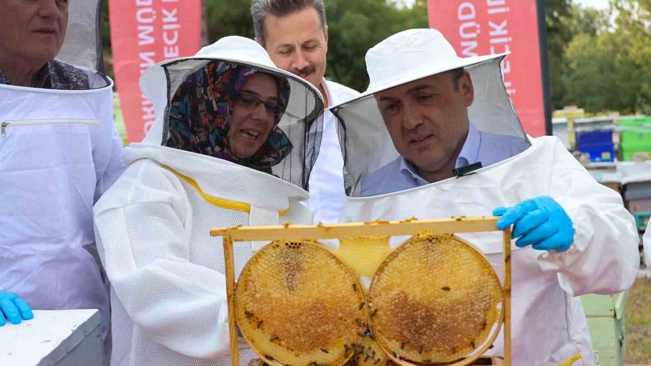 Bilecik'in kovanları: yılda yaklaşık 135 ton bal üretiliyor