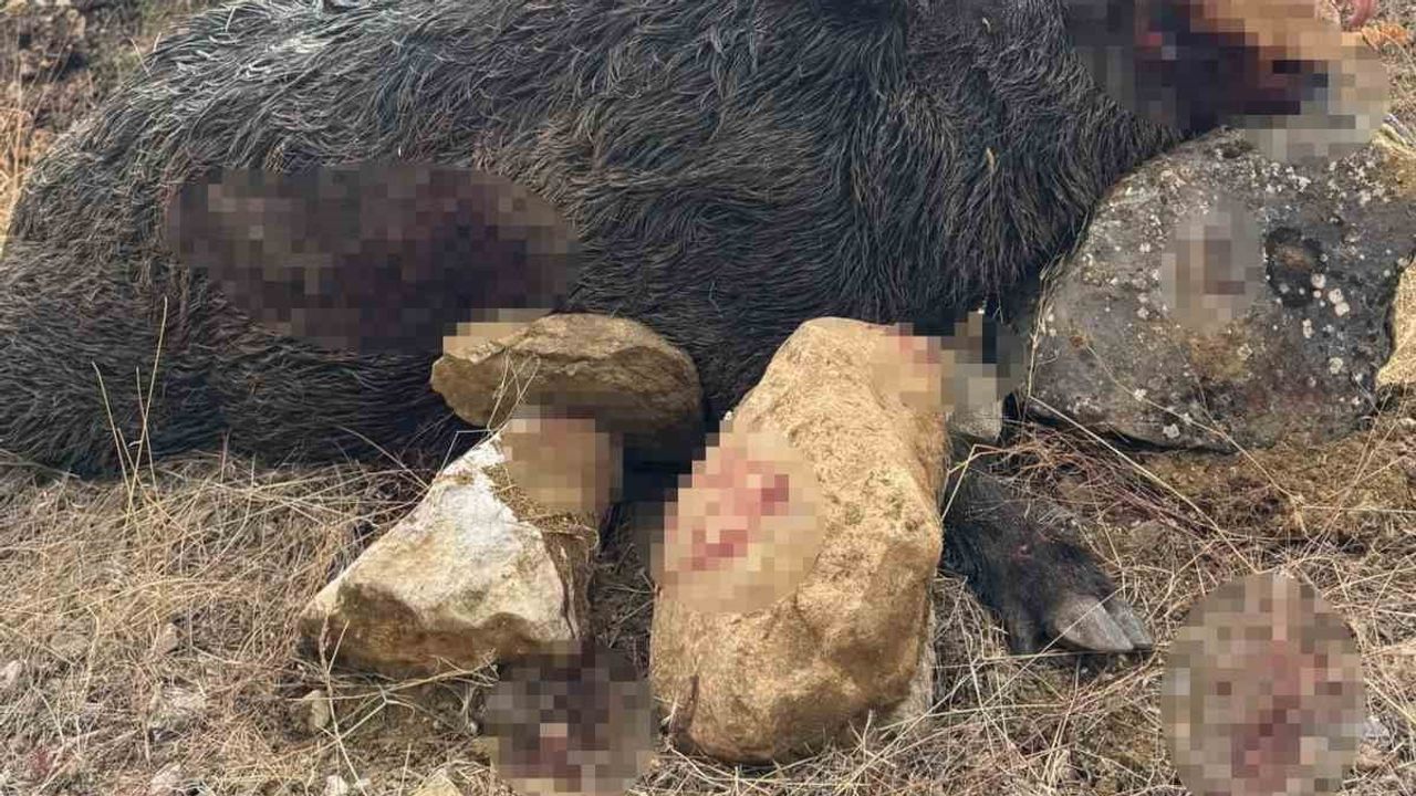 Bilecik'te 350 kiloluk dev domuzun izini süren ekip tarlalardaki zarara son verdi