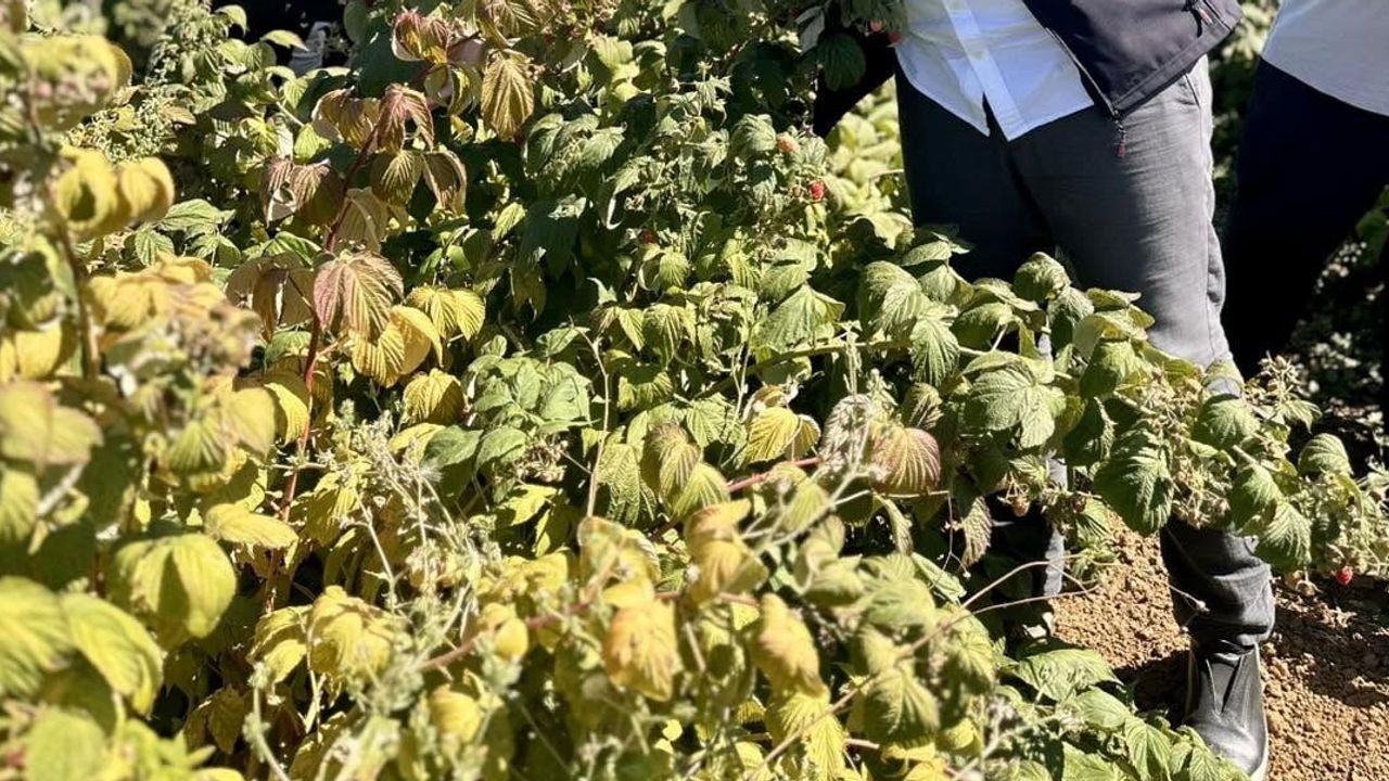 Bilecik'te ahududu bahçeleri genişliyor, ilk hasat yapıldı