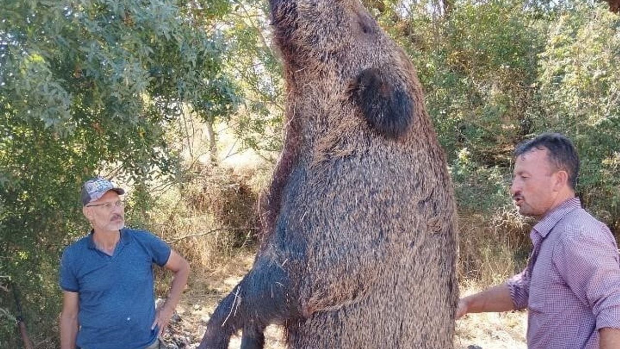Bilecik'te kepçeyle kaldırılan 285 kiloluk domuz şaşkınlık yarattı