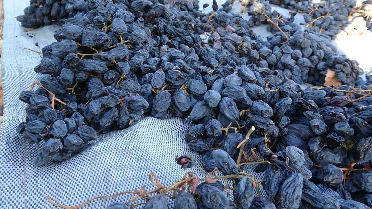 Bin rakımda organik üzümün talep gören aroması