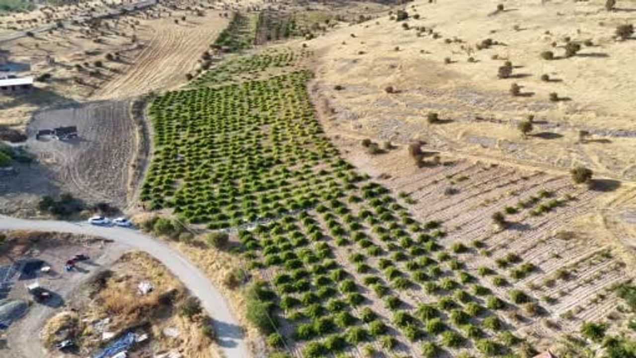 Bin rakımda yetişen organik üzüm Malatya'da talebi karşılamakta zorlanıyor