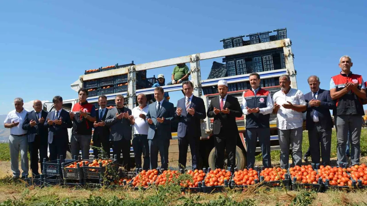 Bitlis'te domates hasadı başladı, bölge ve ülke sıralamasında öne çıkıyor
