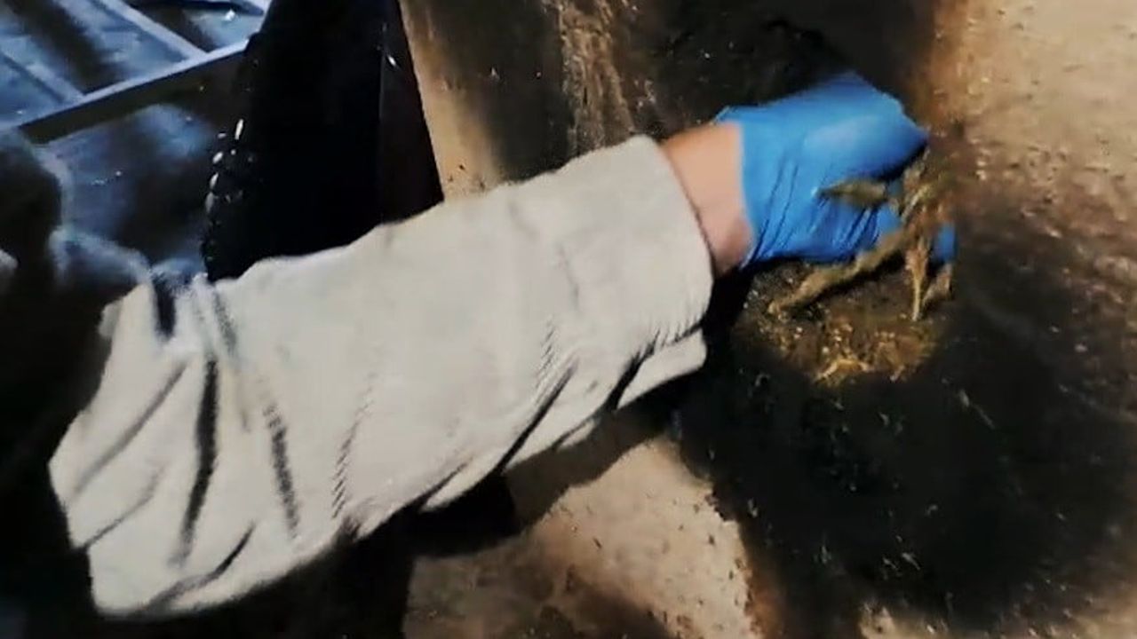 Bitlis'te operasyon: 9 kilo 45 gram esrar, ruhsatsız silahlar ve bir tutuklama